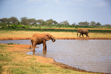 A red elephant drinks water from a water hole