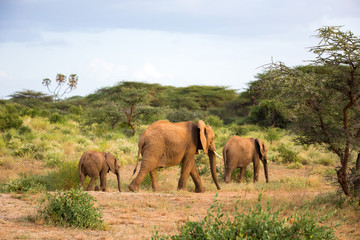 Fototapeta na wymiar Eleophants walk in the savannah between the plants