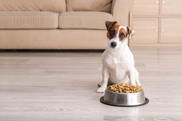 Cute funny dog near bowl with dry food at home