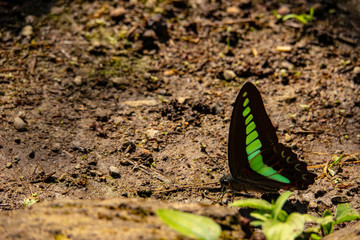 アオスジアゲハ