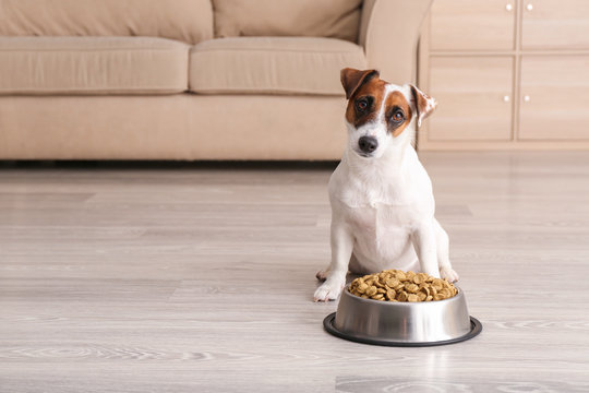 Cute Funny Dog Near Bowl With Dry Food At Home