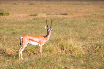 Native antelopes in the grasland of the Kenyan savannah