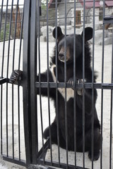  himalayan bear in zoo