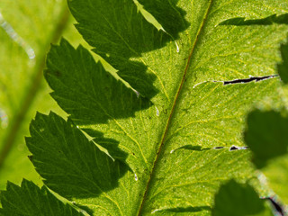 Fern leaf margins in the backlight