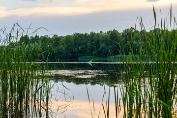 Great egret (ardea alba) on a river Dnieper