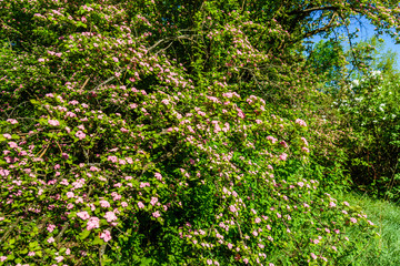 Obraz premium Blossoming branches of the hawthorn tree on spring