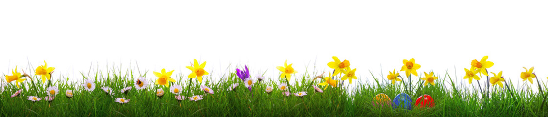 Green grass and yellow narcissus field .Colorful easter eggs.