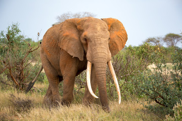 An elephant is walking between the bush