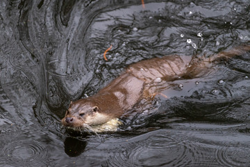 Obraz premium Otter swims fast and manoeuvrable through a pond