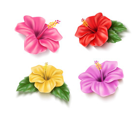 Vector red hibiscus realistic tropical flower set