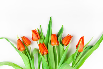 Red tulips flowers on white background