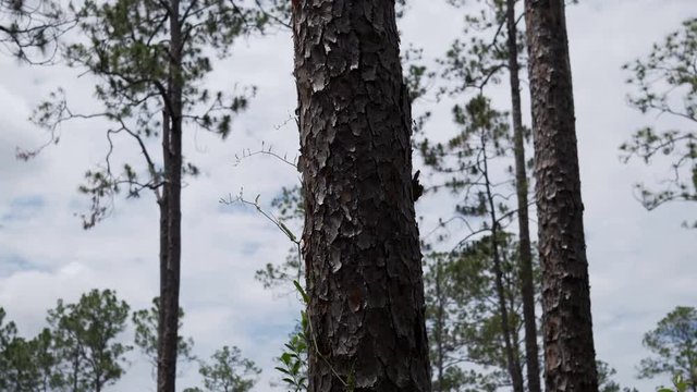 vertical pan dead pine tree