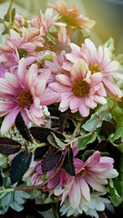 Obraz premium Welcome flower in flowerpot on the table, Decoration Interior of summer in cafe and restaurant 