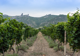 Fototapeta na wymiar View of the Crimean mountains and vineyards , Crimea