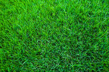 Green botanic fresh grass background