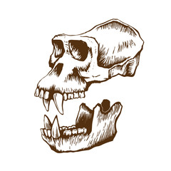 Garrile monkey skull