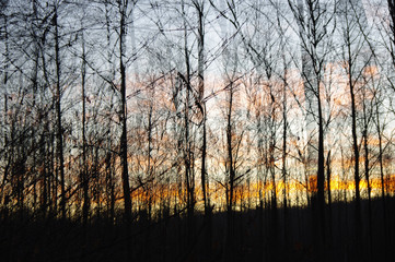 Sunset in forest
