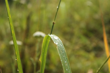 dew on grass