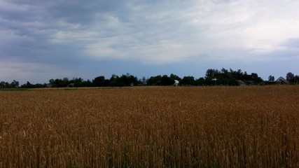 Ukrainian wheat