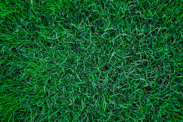 Green botanic fresh grass background