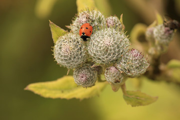ladybird on flower