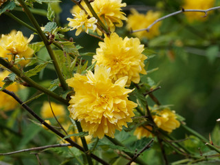 Kerria japonica pleniflora. Branches du Corète du Japon garnies de fleurs doubles de couleur jaune profond