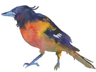 Watercolor bright hand-drawn bird on the white isolated background. Decorative clipart element. Spring and summer season bird.