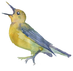 Watercolor bright hand-drawn bird on the white isolated background. Decorative clipart element. Spring and summer season bird.