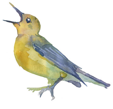 recommend clip art: Watercolor bright hand-drawn bird on the white isolated background. Decorative clipart element. Spring and summer season bird.