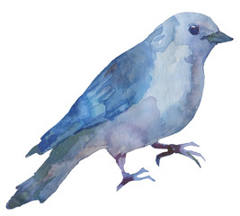 Watercolor bright hand-drawn bird on the white isolated background. Decorative clipart element. Spring and summer season bird.
