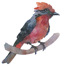 Watercolor bright hand-drawn bird on the white isolated background. Decorative clipart element. Spring and summer season bird.