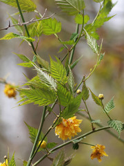 Kerria japonica pleniflora. Feuilles pointues et dentées du Corète du Japon à fleurs doubles