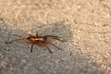 Spider on the ground