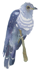 Watercolor bright hand-drawn bird on the white isolated background. Decorative clipart element. Spring and summer season bird.