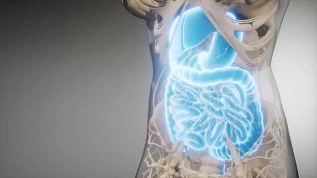 3d illustration of human digestive system parts and functions