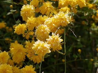  Kerria japonica pleniflora. Branches du Corète du Japon garnies de fleurs doubles de couleur...