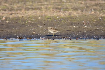 オオハシシギ　long billed dowitcher