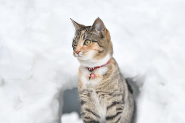 可愛い子猫