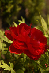 Dark red flowers in the spring garden. Close-up. Macro.