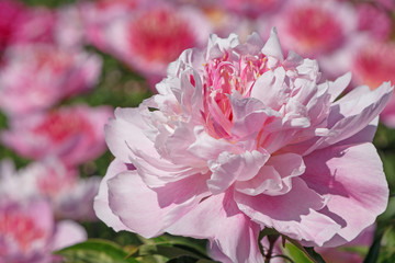 close up of pink peony flower in garden