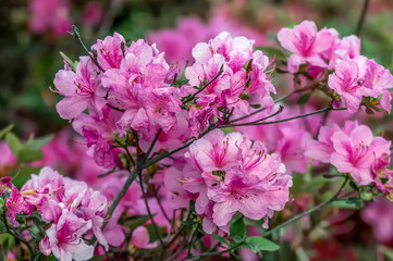 Azalea. Ornamental shrub plant of the heather family with pink, white, yellow or red flowers.