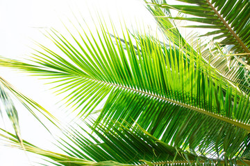 Obraz na płótnie Canvas Detail of coconut trees leaf isolated on white background