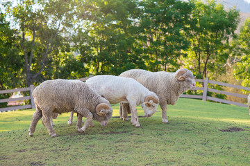 Sheep in the farm.