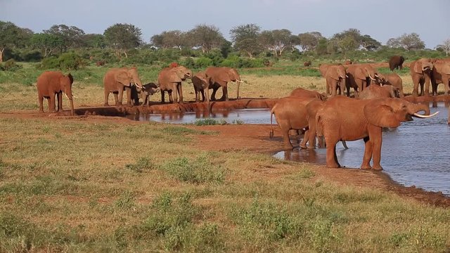 A lot of red elephant on the waterhole in Kenya