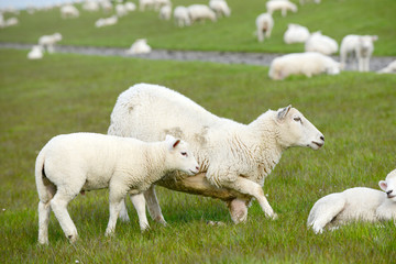 Obraz premium herd of sheep, sheep and lambs on meadow