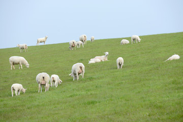 herd of sheep, sheep and lambs on meadow