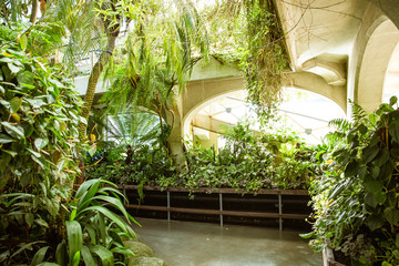 Tropical greenhouse glasshouse sunny interior full of natural lush green rain forest plants. ...