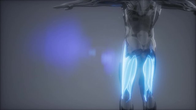 thigh muscles - Visible muscle anatomy map