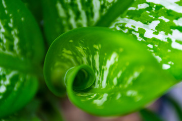Fototapeta premium Close up the spiral of leaves.