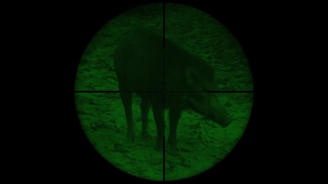 Wild Boar (Sus scrofa) Seen in Gun Rifle Scope with Night Vision. Wildlife Hunting. Poaching Endangered, Vulnerable, and Threatened Animals